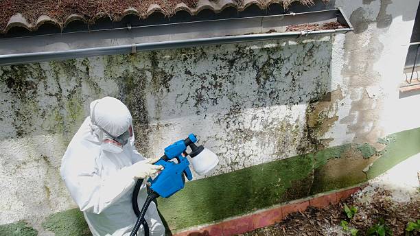 Top rated local Mold Testing specialists in Richboro, PA
